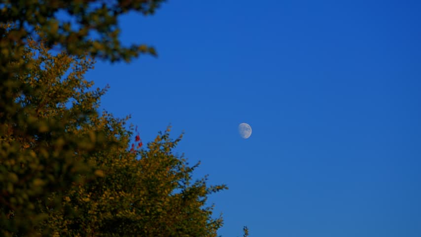 Waxing gibbous Moon with tree silhouettes on a daylight blue sky.