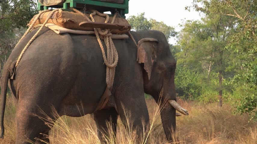 A large tusked elephant stands in dry grassland surrounded by trees and dense woodland vegetation. A wooden riding platform, secured with thick ropes and padded materials, rests on its back, with a rider seated above. Warm natural sunlight illuminates the elephant
