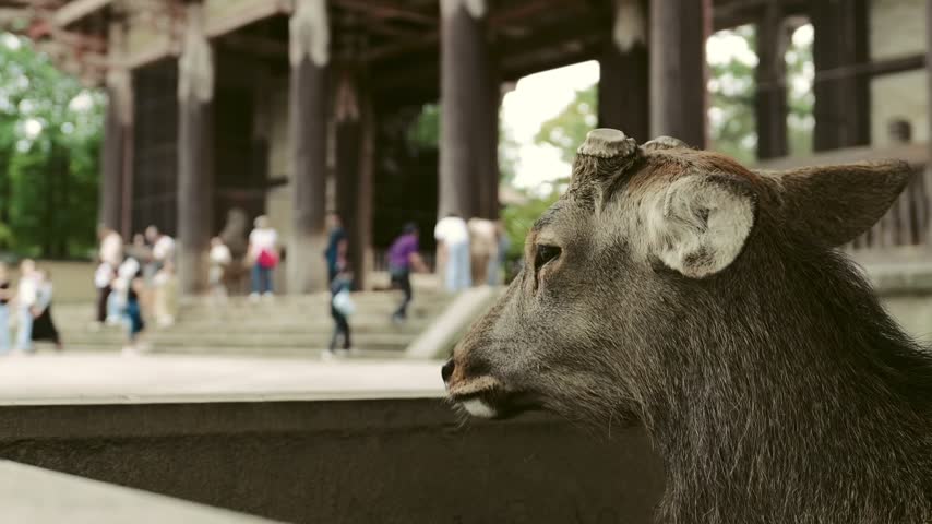 The deer in Nara Park