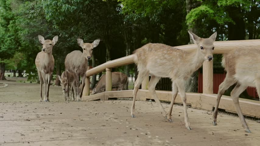 The deer in Nara Park