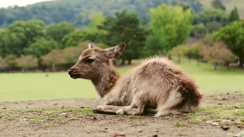The deer in Nara Park
