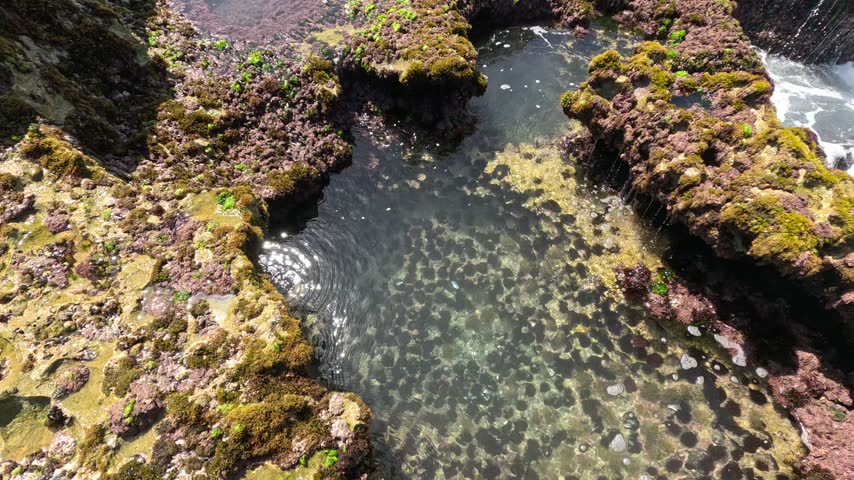 A rocky coastal tide pool features sea urchins, colorful marine algae and seaweed in clear seawater. Discover intertidal biodiversity, marine life, and natural Atlantic shoreline habitats.