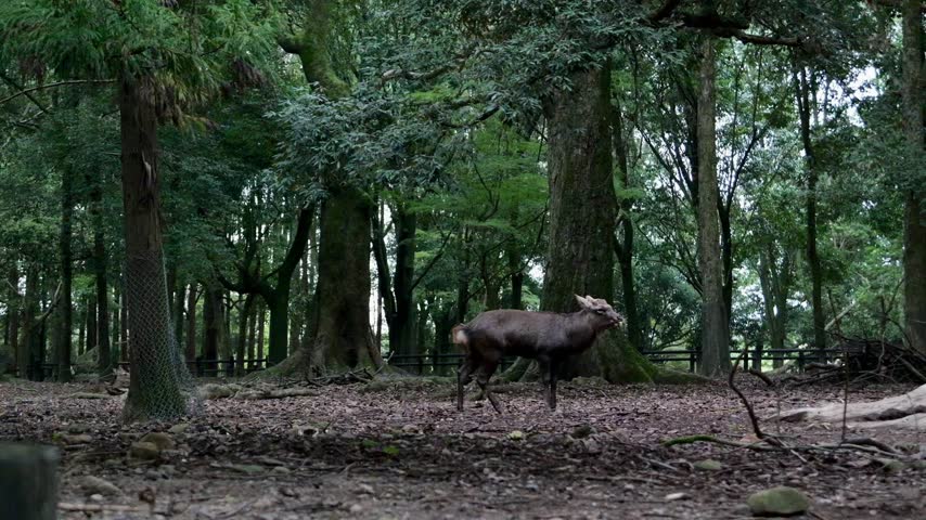 The deer in Nara Park