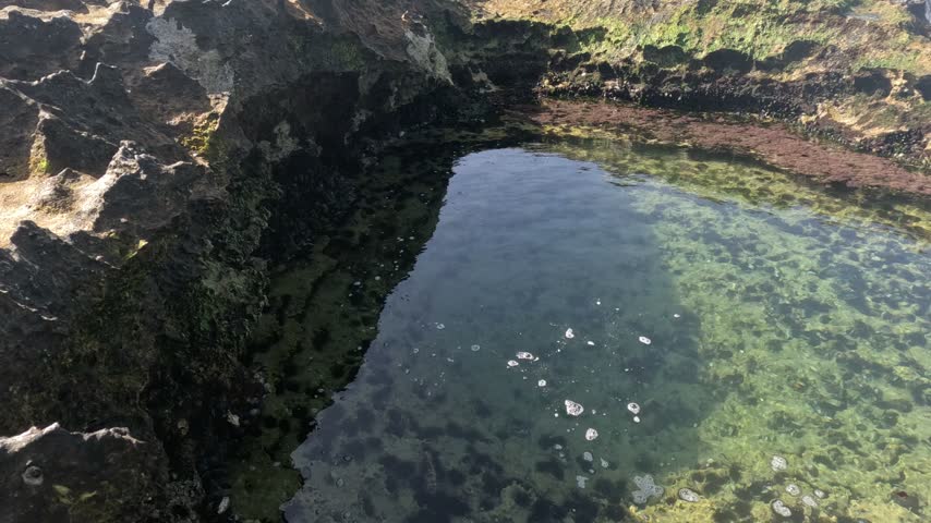 A rocky coastal tide pool features sea urchins, colorful marine algae and seaweed in clear seawater. Discover intertidal biodiversity, marine life, and natural Atlantic shoreline habitats.