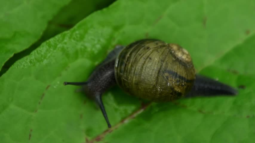 Close-up of Garden snail on a green leaf, top view. An African brown snail crawls on a green leaf in wild, Macro image of a garden slug crawling on a plant leaf, mollusk