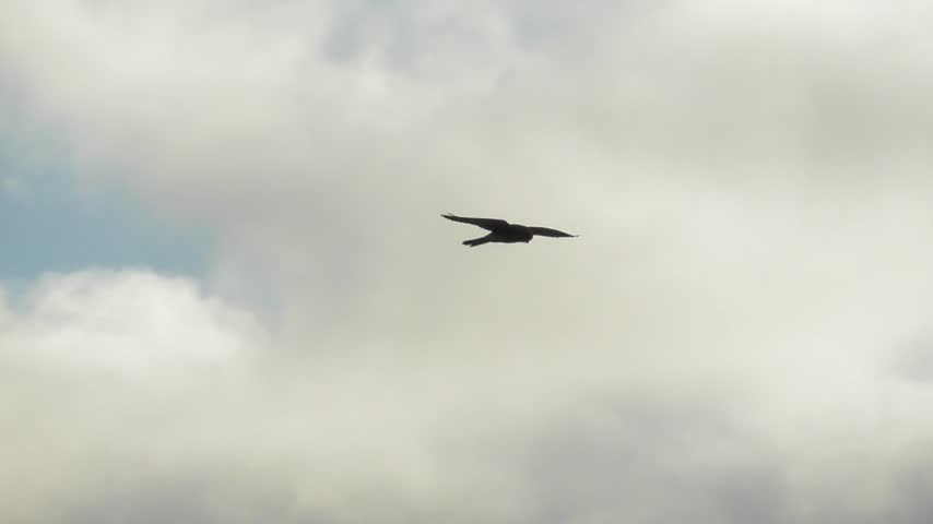 falcon standing in the air