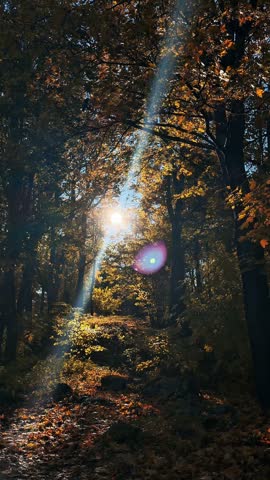 Morning sun shines through trees onto a leaf-covered path in a forest during autumn.