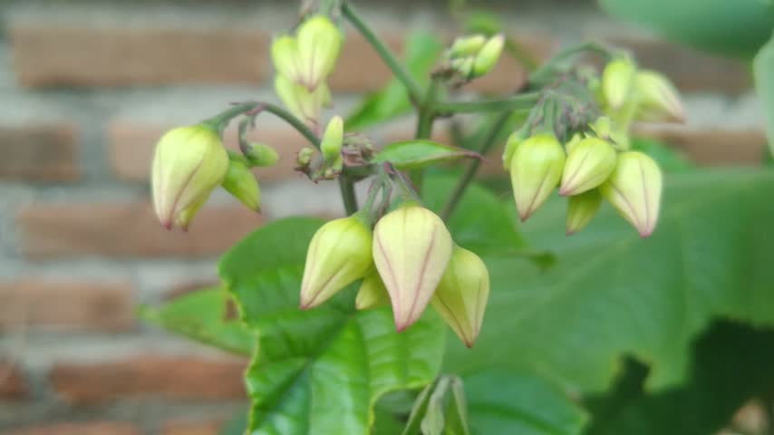 Unopened red bleeding heart vine flower buds growing in green garden