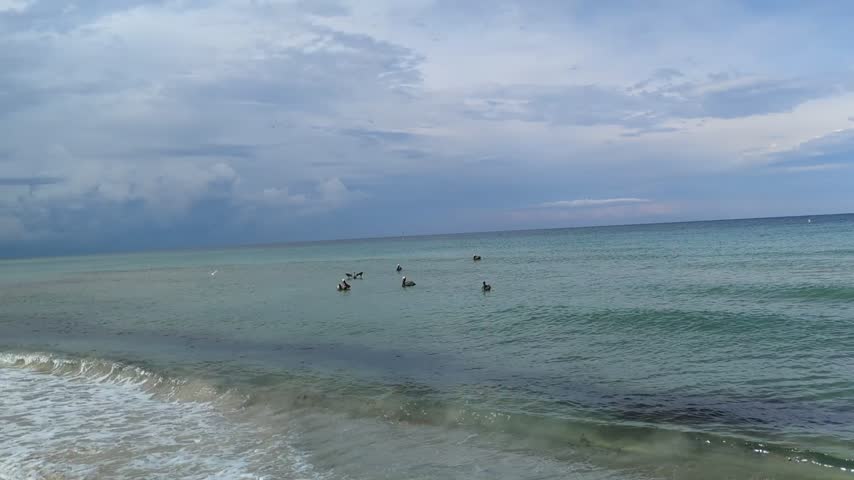Side view of brown pelicans taking off from the sea surface, flying over the camera against a blue sky with clouds, making a half-circle turn, and performing a dive-bomb (corkscrew dive) into the water to hunt fish, then peacefully floating and bobbing on the ocean waves along the Miami coastline.