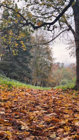 A forest path covered in fallen leaves runs beneath trees during autumn in an outdoor woodland setting.