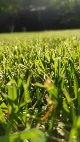 Close up ground level macro view of mown green grass blades on a sunny lawn with blurred background, vertical