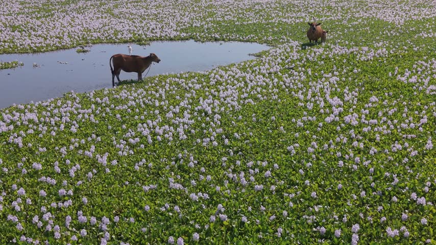 Cows Grazing Among Blooming Water Hyacinth Flowers in a Lake