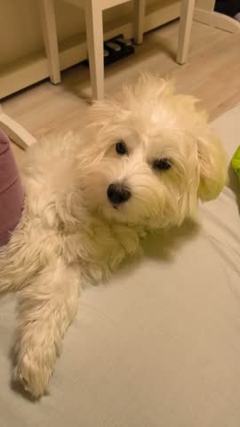 Close-up of a curious small white dog looking at the camera with front paws resting on a bed