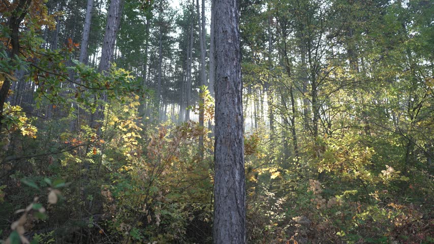 Sunlight shining between tree trunks in autumn woodland with green and yellow foliage.
