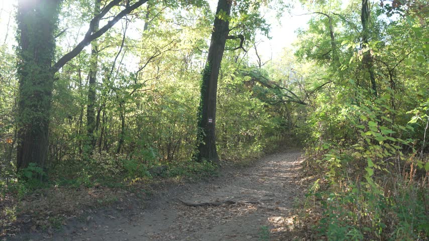Sunlit deciduous woodland with tall trees and fallen leaves covering the ground.