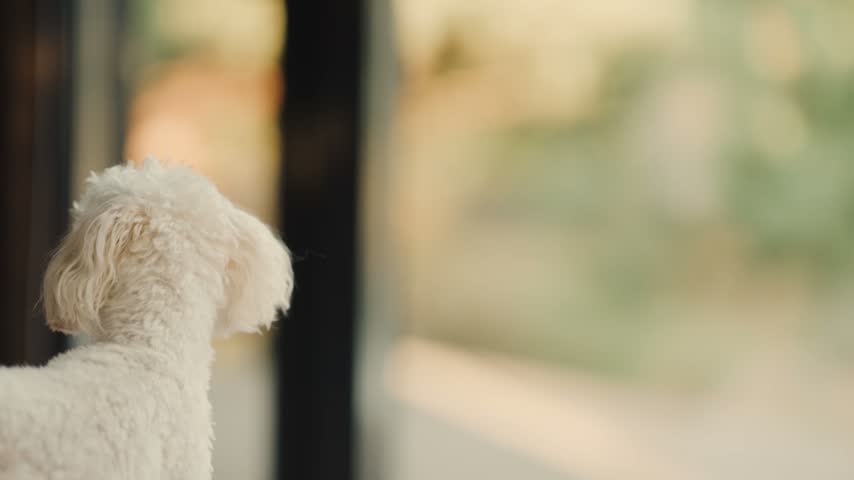 A white curly-haired dog stands beside a large window and looks outside in a home during daylight.