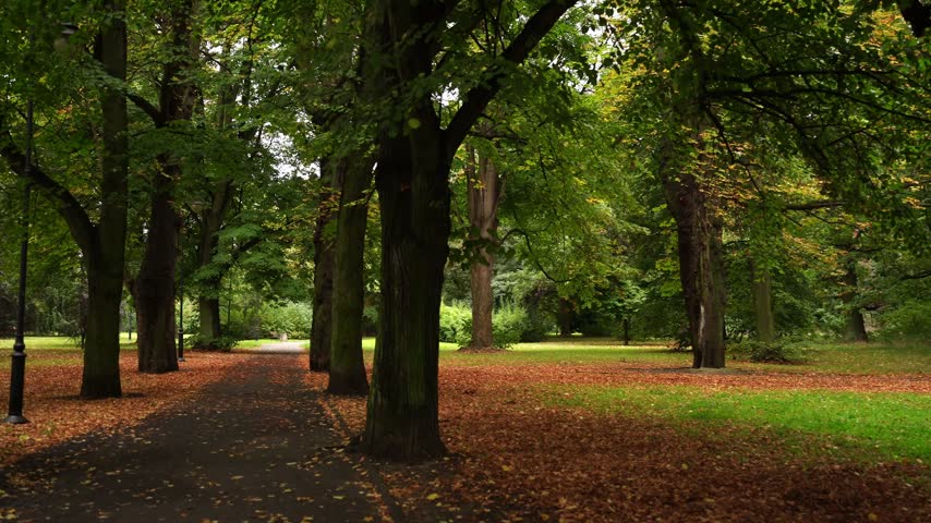 Tranquil path through a park lined with mature trees, with golden autumn leaves scattered across the ground, captured on an overcast day