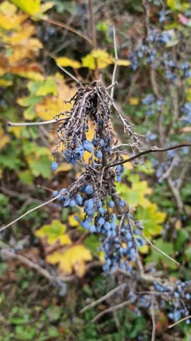Close up of ripe blue Oregon grape berries (Mahonia aquifolium) on a branch in autumn garden.