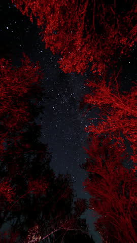 The Milky Way through trees