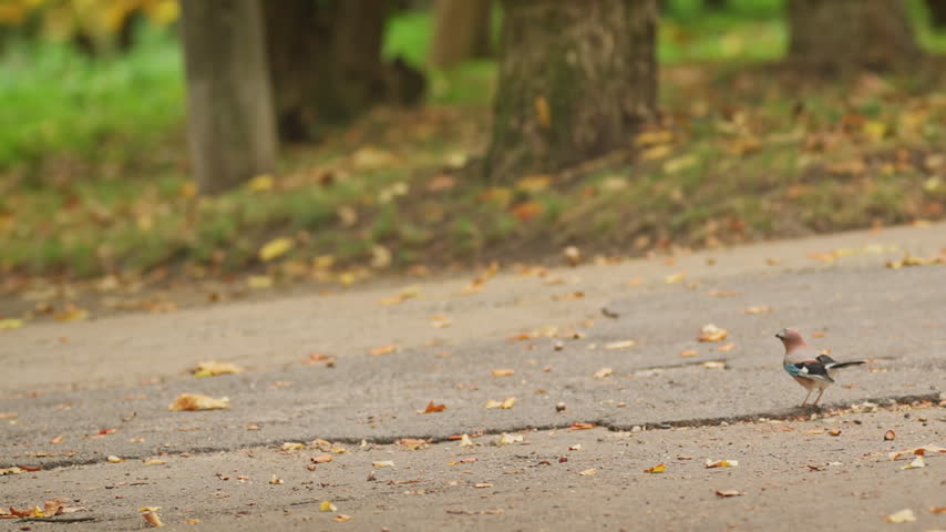 A Eurasian jay stands on a paved path scattered with autumn leaves, turning its head to survey the park.