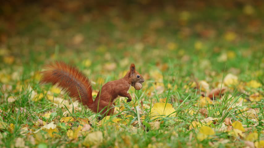 A red squirrel sits upright with a nut at its mouth, its bushy tail arched behind over the grass.