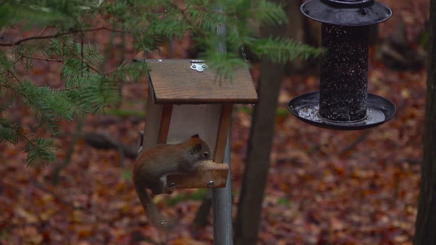 A red squirrel clings to a wooden bird feeder, kicking out birdseed while eating some against a background of colorful autumn leaves in a forest during a fall day.