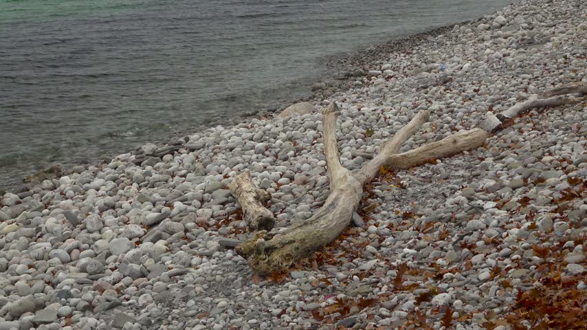 A large weathered driftwood log sits on a shoreline covered in smooth grey stones and dry autumn leaves beside calm lake water on a fall day.