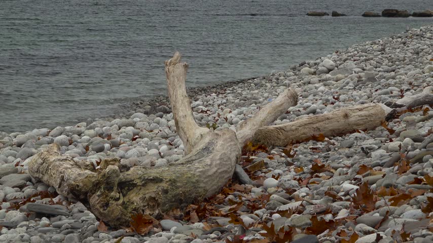 A large weathered driftwood log sits on a shoreline covered in smooth grey stones and dry autumn leaves beside calm lake water on a fall day.