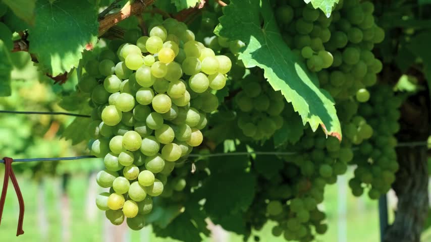 Bunch of fresh ripe green grapes hanging on a vine in a vineyard