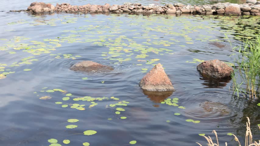 Circular ripples spread around granite rocks among floating lily pads in a calm pond on a sunny day