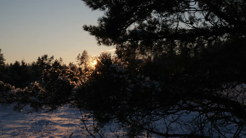 Sunset shines through pine trees over snow in a forest during winter.