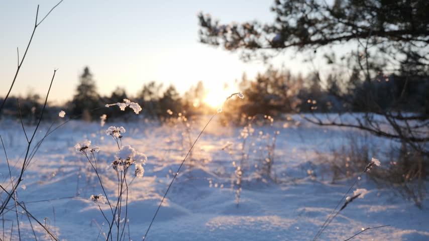 The sun sets over a snow-covered field framed by trees and dried plants in winter.