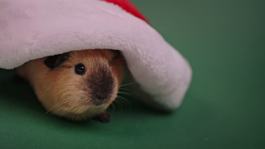 A guinea pig rests beneath a red Santa hat with broad fluffy white trim on a green surface.