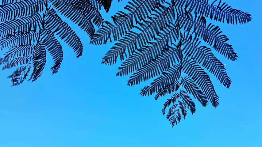 Fern like tree leaves swaying gently in the wind against clear blue sky in slow motion.