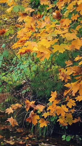 Close-up of maple tree branch with vibrant golden yellow fall foliage sway in wind on overgrown shore of pond or river in forest or park. Natural background from lush autumn leaves, vertical shot.