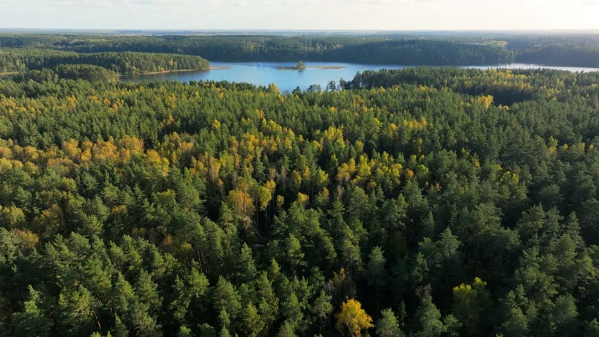 Aerial view of autumn forest lake with pine trees and yellow foliage