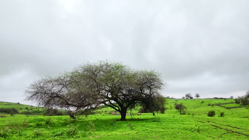 Green mountains and lush vegetation during the Khareef season in Dhofar, Oman, featuring grassy hills, scattered trees, and cloudy skies. Dhofar, Oman - August 18, 2026