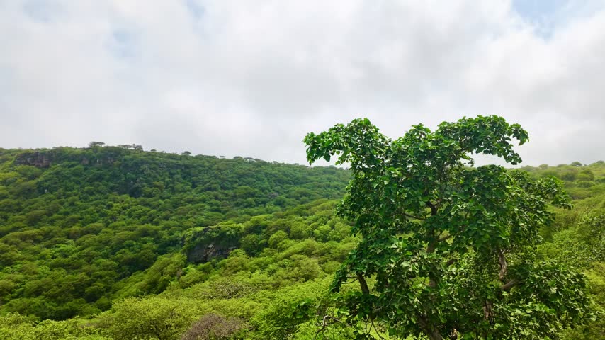 Green mountains and lush vegetation during the Khareef season in Dhofar, Oman, featuring grassy hills, scattered trees, and cloudy skies. Dhofar, Oman - August 18, 2026