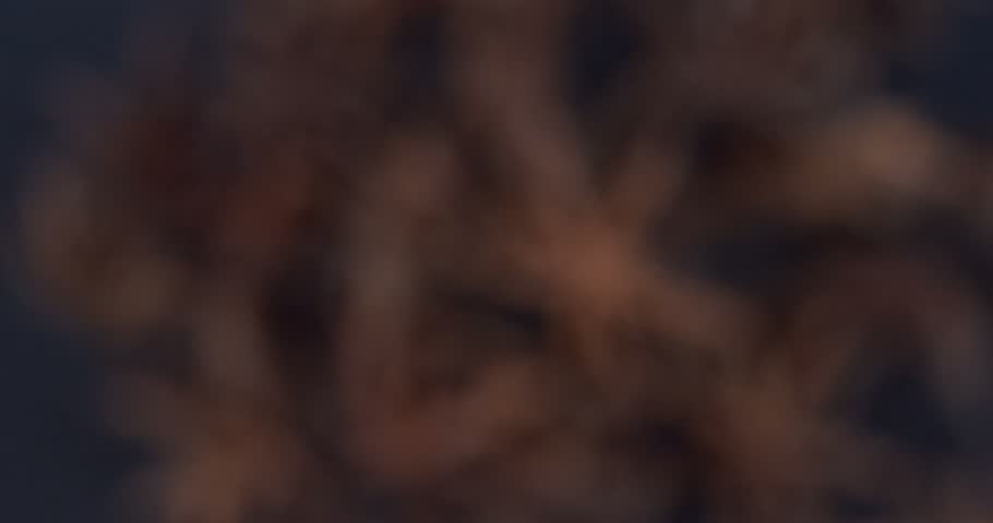 Star anise falling closeup on dark background in slow motion 1000 fps
