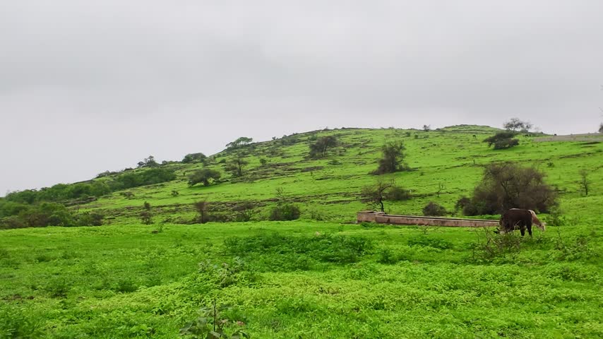 Green mountains and lush vegetation during the Khareef season in Dhofar, Oman, featuring grassy hills, scattered trees, and cloudy skies. Dhofar, Oman - August 18, 2026