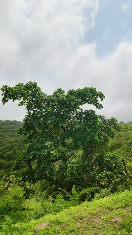 Green mountains and lush vegetation during the Khareef season in Dhofar, Oman, featuring grassy hills, scattered trees, and cloudy skies. Dhofar, Oman - August 18, 2026