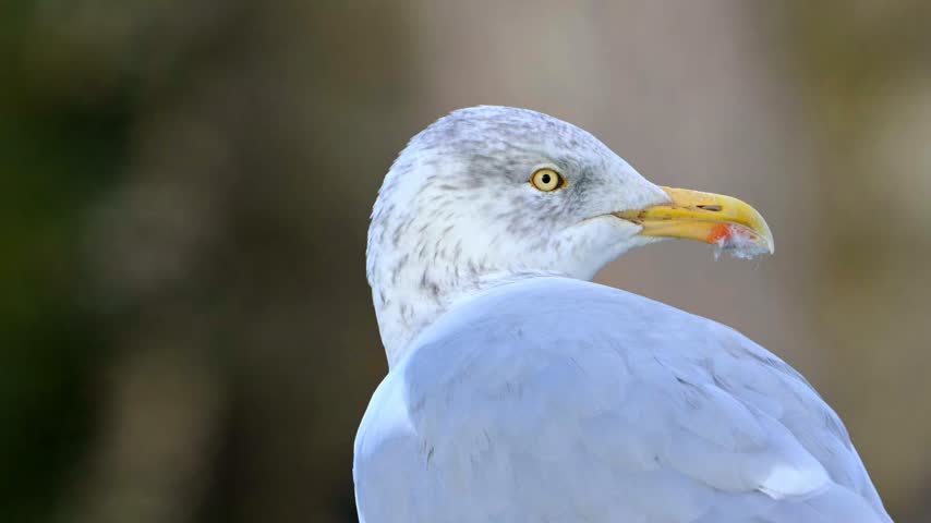 Herring Gull (Larus argentatus) in winter plumage, head in closeup. October, Kent, UK [Half speed]