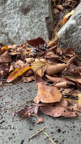 Dry brown and yellow autumn leaves fall onto a growing pile beside a large rock and paved ground, with scattered pine needles and pine cones among the crisp foliage in a close ground level view.