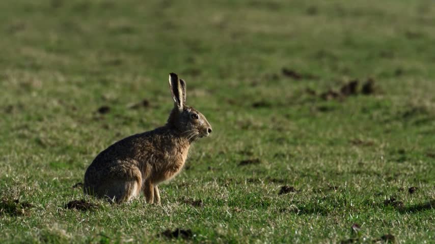 A rabbit running swiftly with quick, agile movements, using its powerful hind legs to propel its small body forward