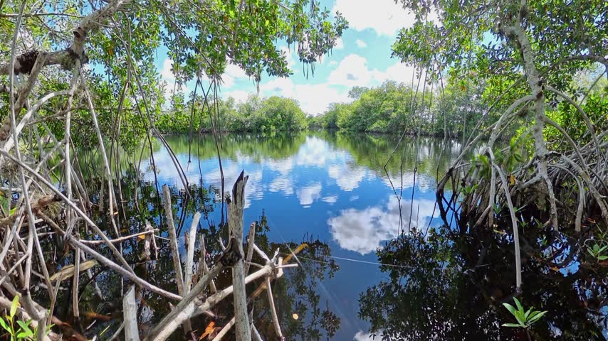 A view of pond water reflecting trees beneath overhanging branches in Everglades City Florida.