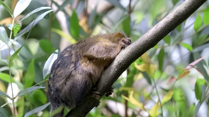 A pygmy marmoset, the world