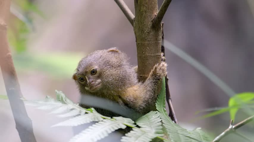A pygmy marmoset, the world