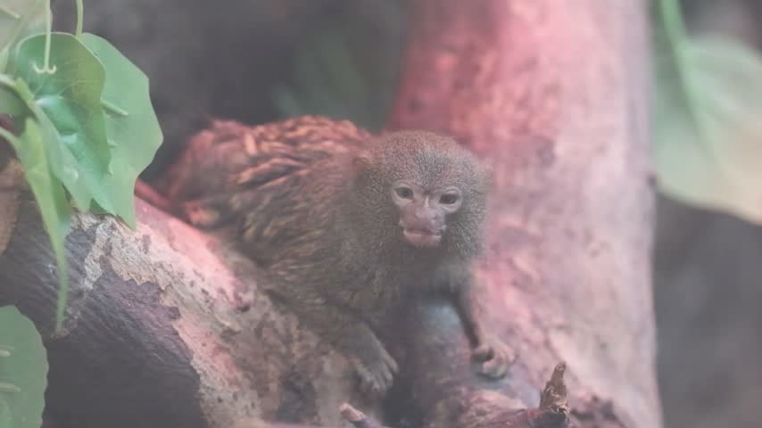 A pygmy marmoset, the world