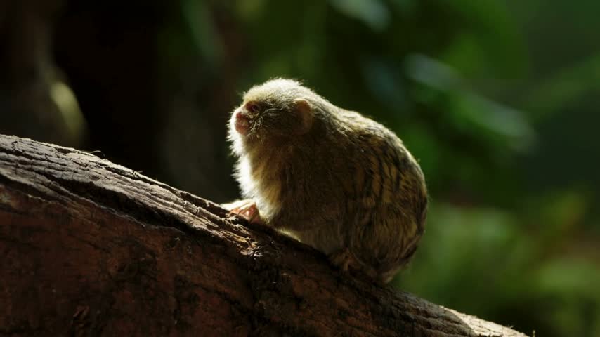 A pygmy marmoset, the world