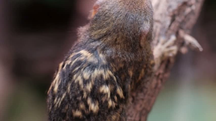 A pygmy marmoset, the world